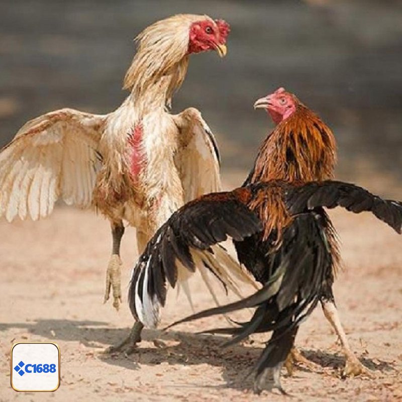 Đá Gà Cựa Sắt - Quy tụ dàn “thần kê” cực phẩm Đá Gà Cựa Sắt - Quy tụ dàn “thần kê” cực phẩm